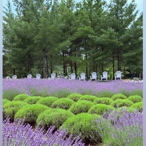 Meet your Posher, Dea